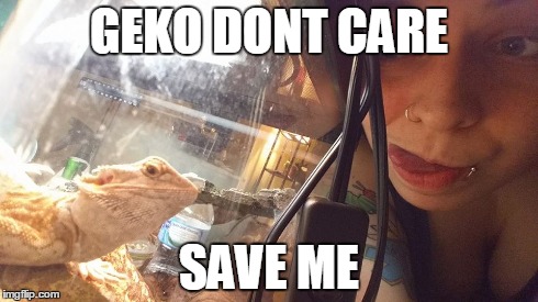 GEKO DONT CARE SAVE ME | image tagged in lizard,geko,save me,x dont care | made w/ Imgflip meme maker