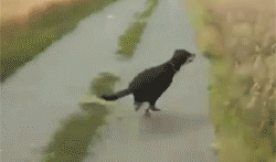 jumpin like a frog! | image tagged in funny,gifs,animals