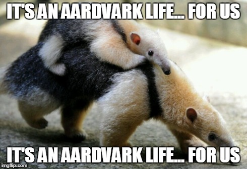 It's An Aardvark Life | IT'S AN AARDVARK LIFE... FOR US IT'S AN AARDVARK LIFE... FOR US | image tagged in animals,aardvarks,annie,music,hard knock life | made w/ Imgflip meme maker