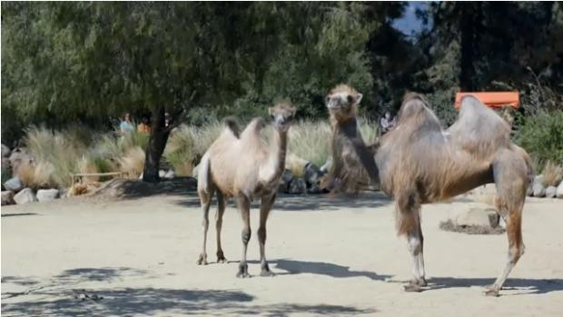 High Quality Camels Blank Meme Template