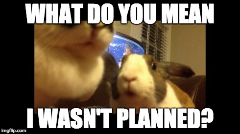 What do you mean I wasn't planned? —Stunned Bun | WHAT DO YOU MEAN I WASN'T PLANNED? | image tagged in stunned bun,animals,memes,pets,funny | made w/ Imgflip meme maker