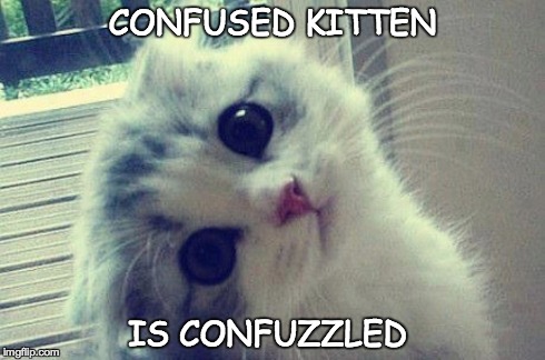 Confuzzled Kitten | CONFUSED KITTEN IS CONFUZZLED | image tagged in kitten,confuzzled,adorable | made w/ Imgflip meme maker
