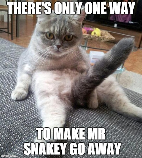 Sexy Cat | THERE'S ONLY ONE WAY TO MAKE MR SNAKEY GO AWAY | image tagged in sexy cat | made w/ Imgflip meme maker