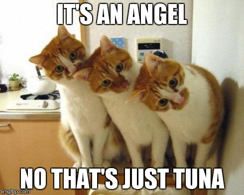 IT'S AN ANGEL NO THAT'S JUST TUNA | image tagged in cats,kitten | made w/ Imgflip meme maker