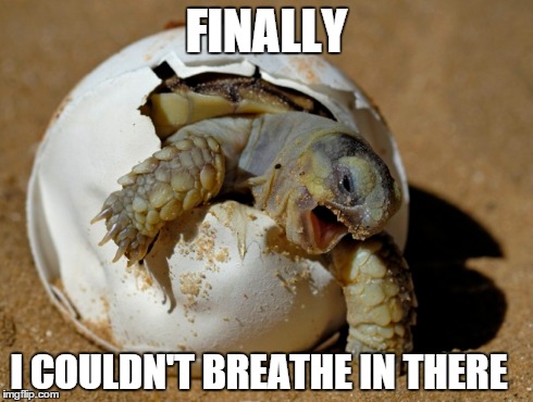 tiny turtle | FINALLY I COULDN'T BREATHE IN THERE | image tagged in funny,turtle | made w/ Imgflip meme maker