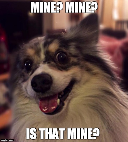 MINE? MINE? IS THAT MINE? | image tagged in blue sheltie | made w/ Imgflip meme maker