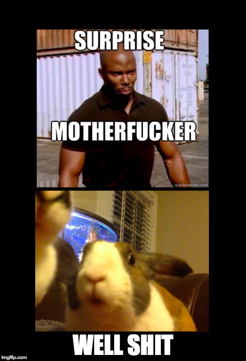 Surprise Motherfucker—Stunned Bun | WELL SHIT | image tagged in stunned bun,dexter,funny,animals,memes | made w/ Imgflip meme maker
