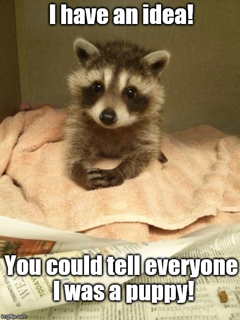 Racoon | I have an idea! You could tell everyone I was a puppy! | image tagged in racoon | made w/ Imgflip meme maker
