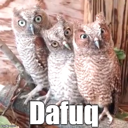 Dafuq Owls | Dafuq | image tagged in animals,memes,dafuq,dafuq did i just read | made w/ Imgflip meme maker