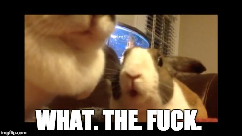 WHAT. THE. F**K. | image tagged in stunned bun,wtf,funny memes,funny animals,pets | made w/ Imgflip meme maker
