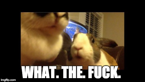 WTF | WHAT. THE. F**K. | image tagged in stunned bun,wtf,funny memes,funny animals,pets | made w/ Imgflip meme maker