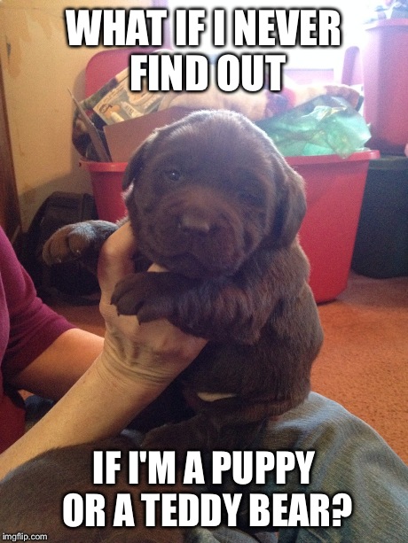 WHAT IF I NEVER FIND OUT IF I'M A PUPPY OR A TEDDY BEAR? | image tagged in puppy | made w/ Imgflip meme maker