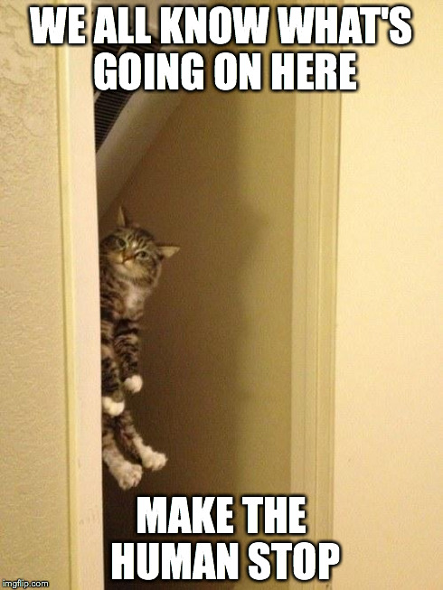 Floating Cat | WE ALL KNOW WHAT'S GOING ON HERE MAKE THE HUMAN STOP | image tagged in meme,cat,kitty | made w/ Imgflip meme maker