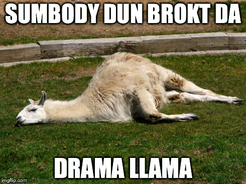 Drama Llama Busted | SUMBODY DUN BROKT DA DRAMA LLAMA | image tagged in drama llama,funny,meme | made w/ Imgflip meme maker
