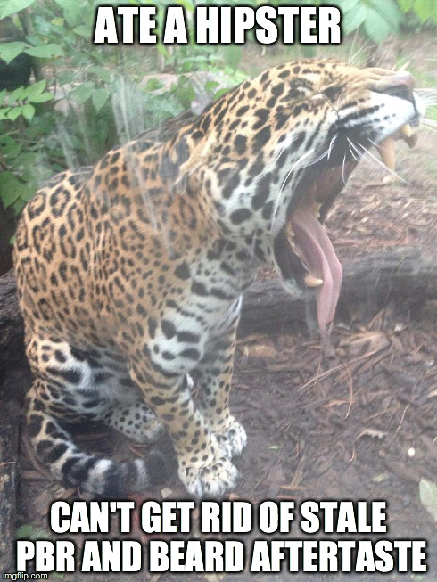 jaguar | ATE A HIPSTER CAN'T GET RID OF STALE PBR AND BEARD AFTERTASTE | image tagged in jaguar,hipster | made w/ Imgflip meme maker