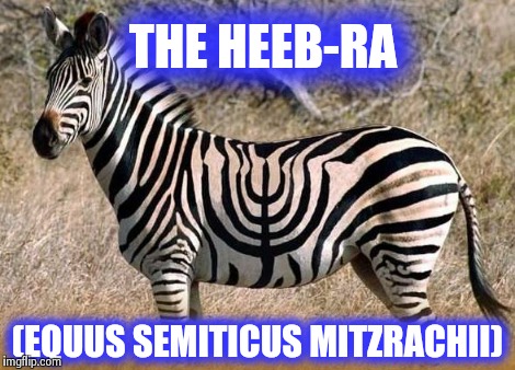 Jewish Zoology | THE HEEB-RA (EQUUS SEMITICUS MITZRACHII) | image tagged in zebra,animals | made w/ Imgflip meme maker