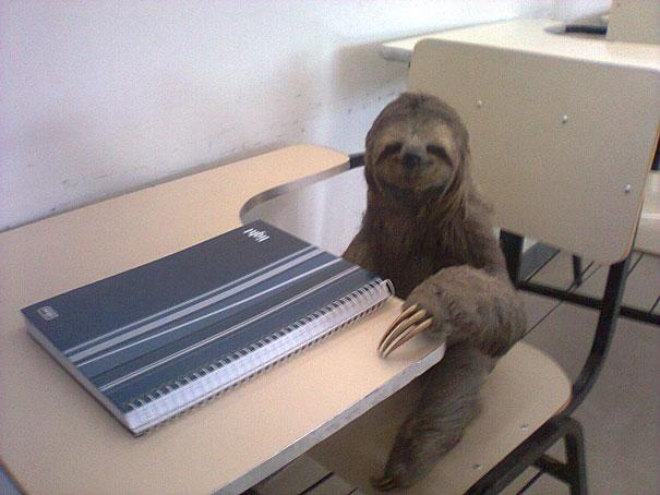 sloth student Blank Meme Template