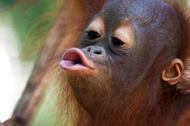 Orangutang Kiss Blank Meme Template