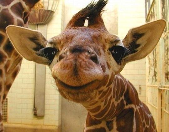 High Quality Giraffee Blank Meme Template