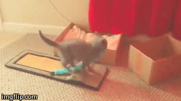 Lilly Jump! | image tagged in gifs,kittens | made w/ Imgflip video-to-gif maker