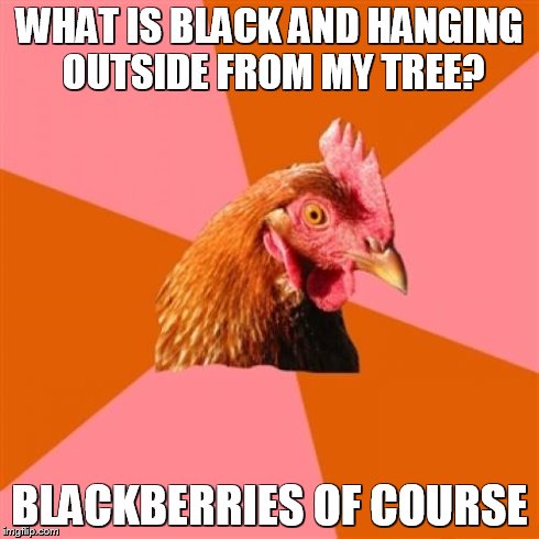 Anti Joke Chicken | WHAT IS BLACK AND HANGING OUTSIDE FROM MY TREE? BLACKBERRIES OF COURSE | image tagged in memes,anti joke chicken | made w/ Imgflip meme maker