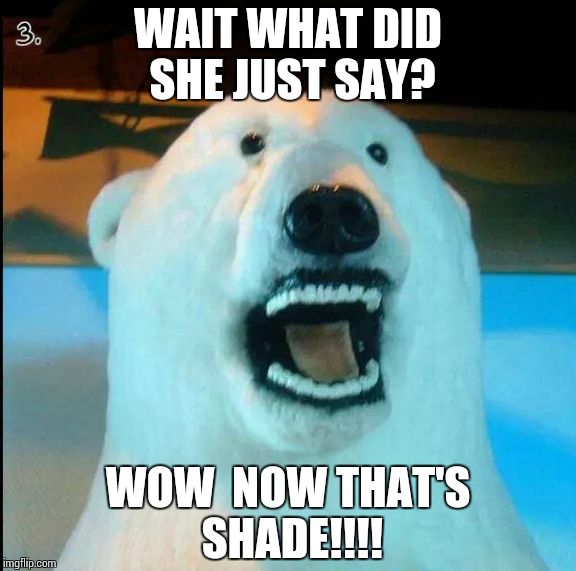 Horrified Polar Bear | WAIT WHAT DID SHE JUST SAY? WOW  NOW THAT'S SHADE!!!! | image tagged in horrified polar bear,funny | made w/ Imgflip meme maker