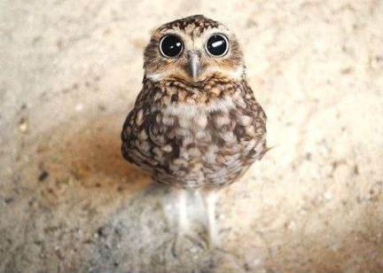 High Quality Cute Owl Blank Meme Template