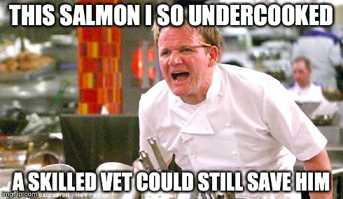THIS SALMON I SO UNDERCOOKED A SKILLED VET COULD STILL SAVE HIM | image tagged in gordon ramsey,salmon,cooking | made w/ Imgflip meme maker