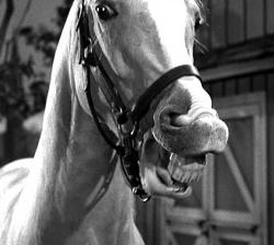 mr. ed Blank Meme Template