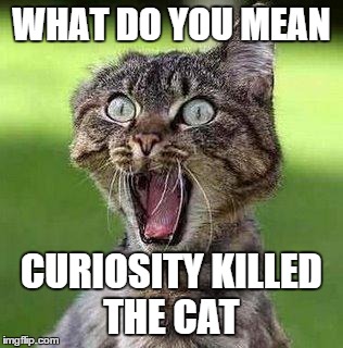 Shocked Cat | WHAT DO YOU MEAN CURIOSITY KILLED THE CAT | image tagged in shocked cat | made w/ Imgflip meme maker