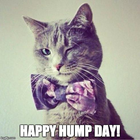 High Quality Hump Day Cat Blank Meme Template