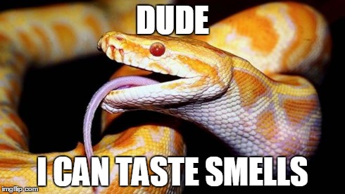 high af snake | DUDE I CAN TASTE SMELLS | image tagged in high af snake | made w/ Imgflip meme maker