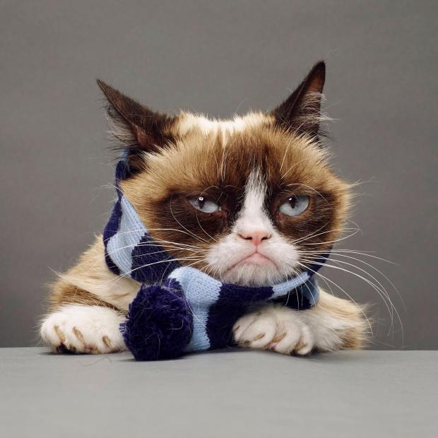 grumpy cat winter Blank Meme Template