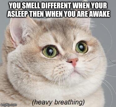 Heavy Breathing Cat Meme | YOU SMELL DIFFERENT WHEN YOUR ASLEEP THEN WHEN YOU ARE AWAKE | image tagged in memes,heavy breathing cat | made w/ Imgflip meme maker