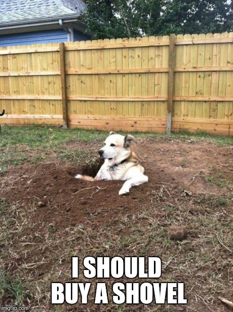 regret dog | I SHOULD BUY A SHOVEL | image tagged in regret dog,funny | made w/ Imgflip meme maker