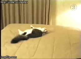A Cat's Life | image tagged in gifs,thisisatag | made w/ Imgflip video-to-gif maker