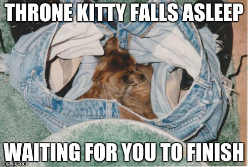 THRONE KITTY FALLS ASLEEP WAITING FOR YOU TO FINISH | image tagged in in my pants,cats | made w/ Imgflip meme maker