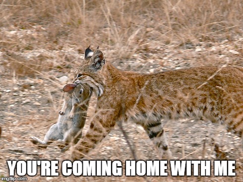 Stalkers | YOU'RE COMING HOME WITH ME | image tagged in memes,animals | made w/ Imgflip meme maker