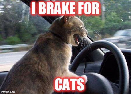 catsale | I BRAKE FOR CATS | image tagged in catsale | made w/ Imgflip meme maker