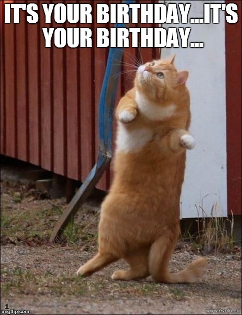 dancing cat | IT'S YOUR BIRTHDAY...IT'S YOUR BIRTHDAY... | image tagged in dancing cat | made w/ Imgflip meme maker