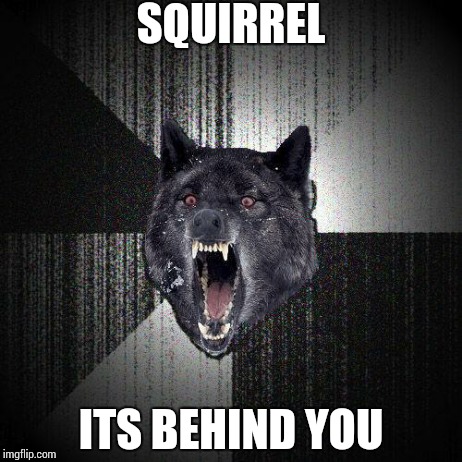 Insanity wolf | SQUIRREL ITS BEHIND YOU | image tagged in insanity wolf | made w/ Imgflip meme maker