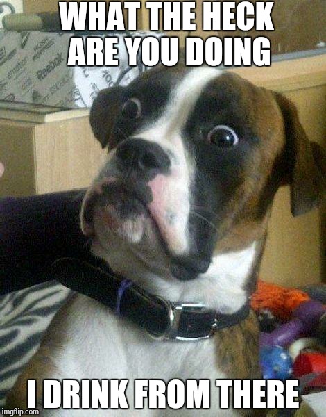 Surprised Dog | WHAT THE HECK ARE YOU DOING I DRINK FROM THERE | image tagged in surprised dog | made w/ Imgflip meme maker