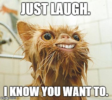 Just Laugh. | JUST LAUGH. I KNOW YOU WANT TO. | image tagged in cat,weird,funny,hilarious | made w/ Imgflip meme maker