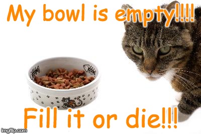 Fill or Die! | My bowl is empty!!!! Fill it or die!!! | image tagged in cat,death | made w/ Imgflip meme maker