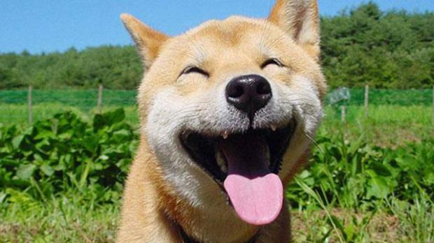 High Quality Laughing Dog Blank Meme Template