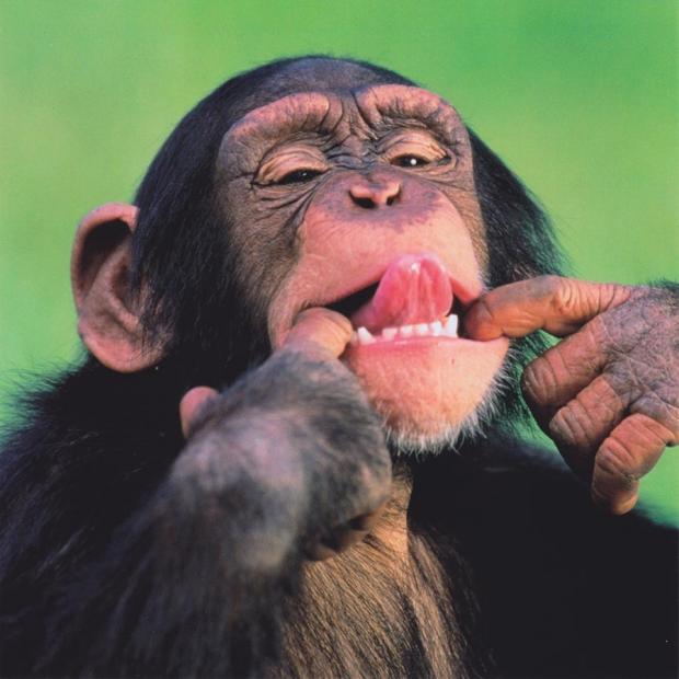 High Quality monkey tongue Blank Meme Template