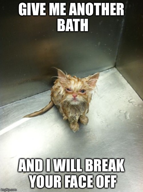 Kill You Cat Meme | GIVE ME ANOTHER BATH AND I WILL BREAK YOUR FACE OFF | image tagged in memes,kill you cat | made w/ Imgflip meme maker