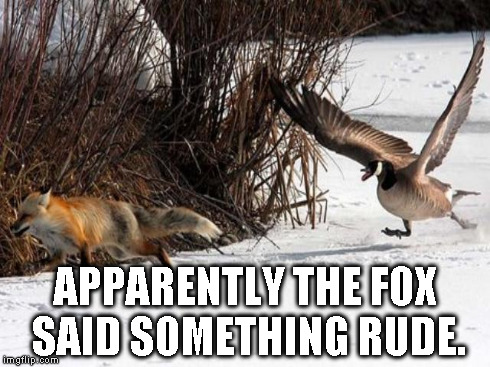 Fox said something rude | APPARENTLY THE FOX SAID SOMETHING RUDE. | image tagged in what does the fox say | made w/ Imgflip meme maker
