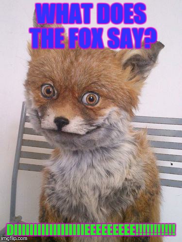 Scary Fox | WHAT DOES THE FOX SAY? DIIIIIIIIIIIIIIIIIIEEEEEEEEE!!!!!!!!!!! | image tagged in scary fox | made w/ Imgflip meme maker