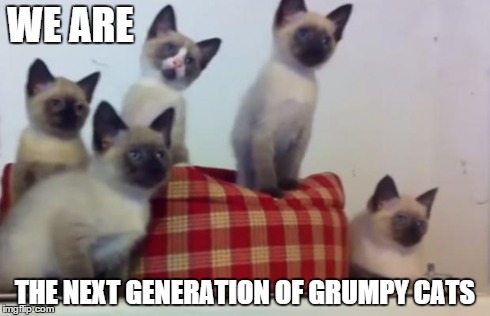 WE ARE THE NEXT GENERATION OF GRUMPY CATS | image tagged in grumpy shagged you cat,kittens | made w/ Imgflip meme maker